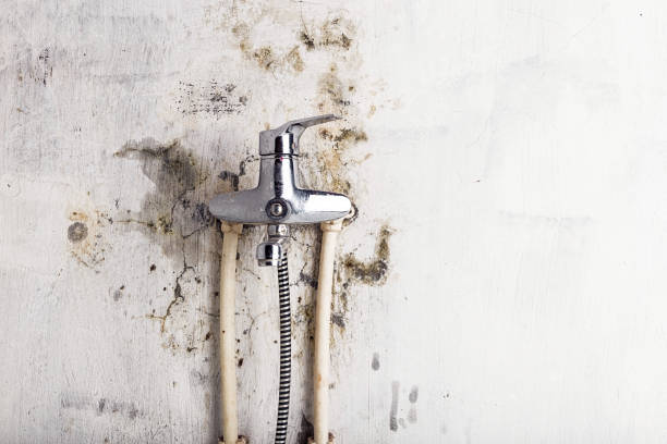 Best White Mold Remediation in Colon, MI
