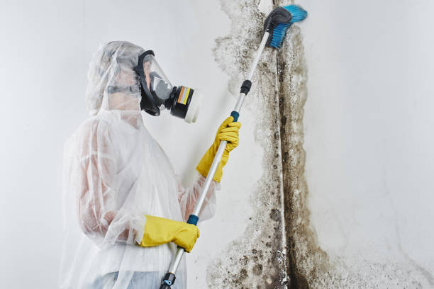 Best Bathroom Mold Remediation in Colon, MI