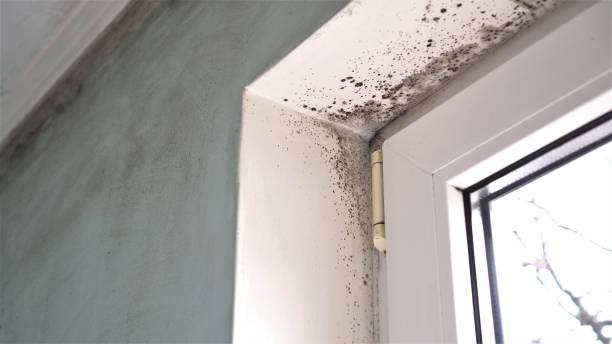 Professional Mold Remediation in Colon, MI