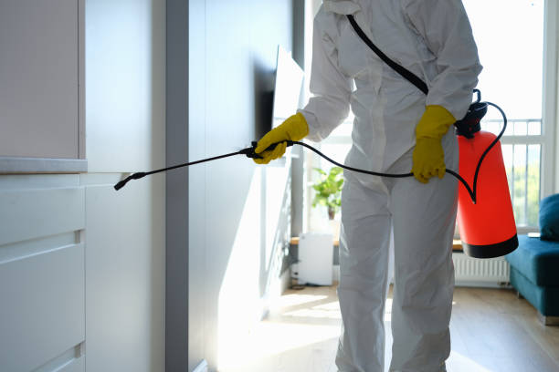 Best Basement Mold Remediation in Colon, MI