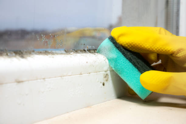 Best Residential Mold Remediation in Colon, MI