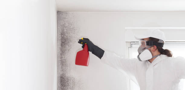 Best Mold Remediation for Specific Building Types in Colon, MI