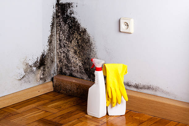 Best Black Mold Remediation in Colon, MI