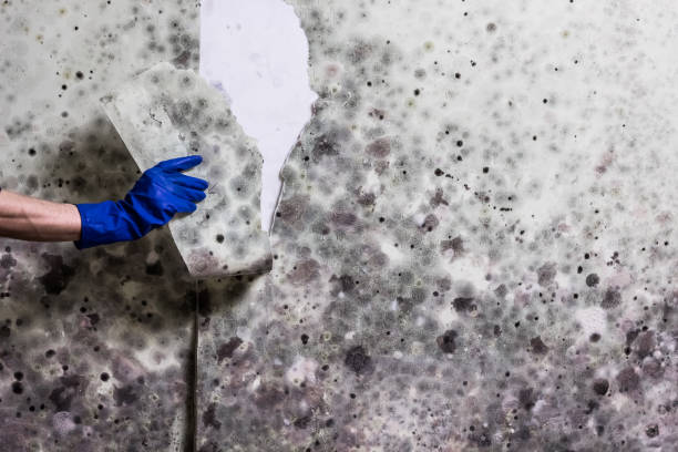 Best Preventive Mold Services in Colon, MI