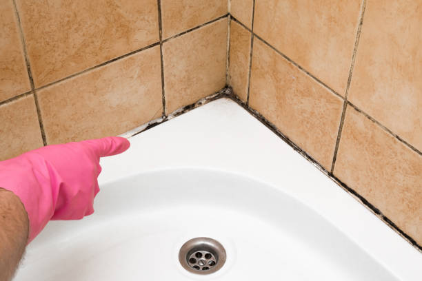 Best Emergency Mold Remediation in Colon, MI