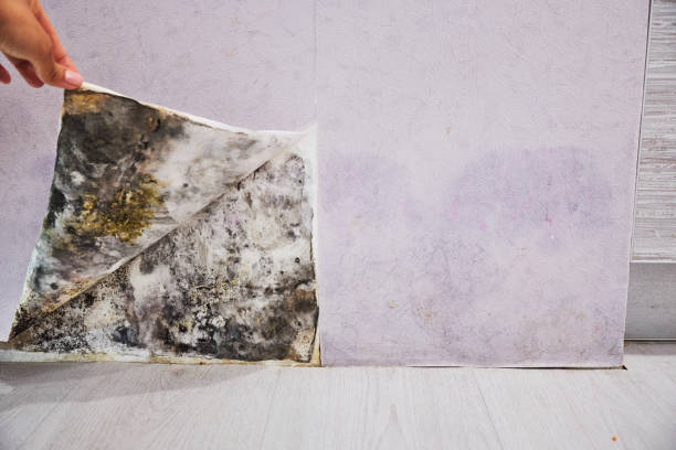 Best Post-Flood Mold Remediation in Colon, MI